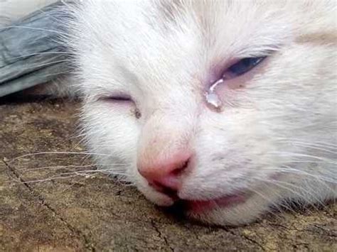 Why is my cat crying tears. Things To Know About Why is my cat crying tears. 
